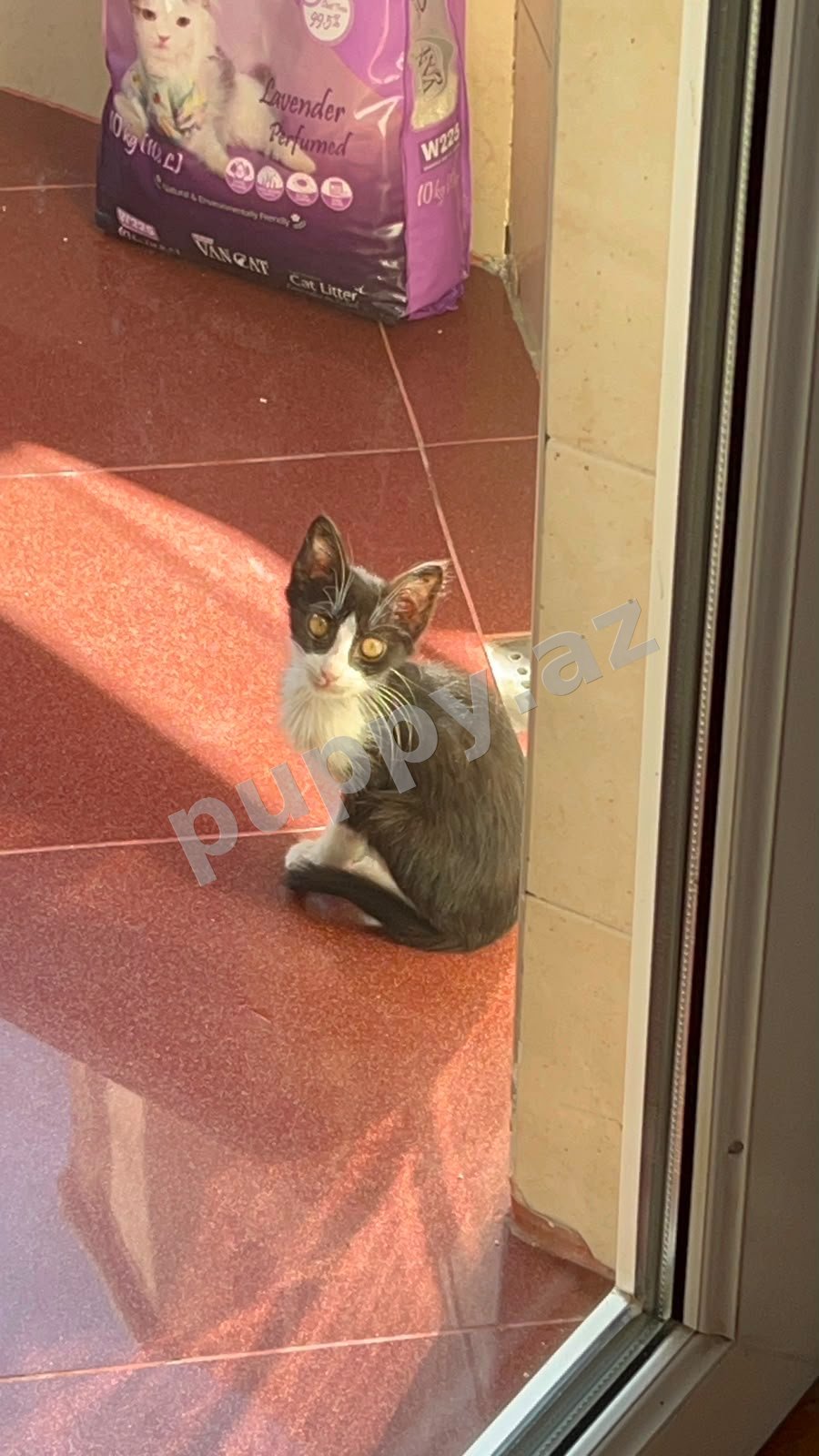 Котенок в добрые руки