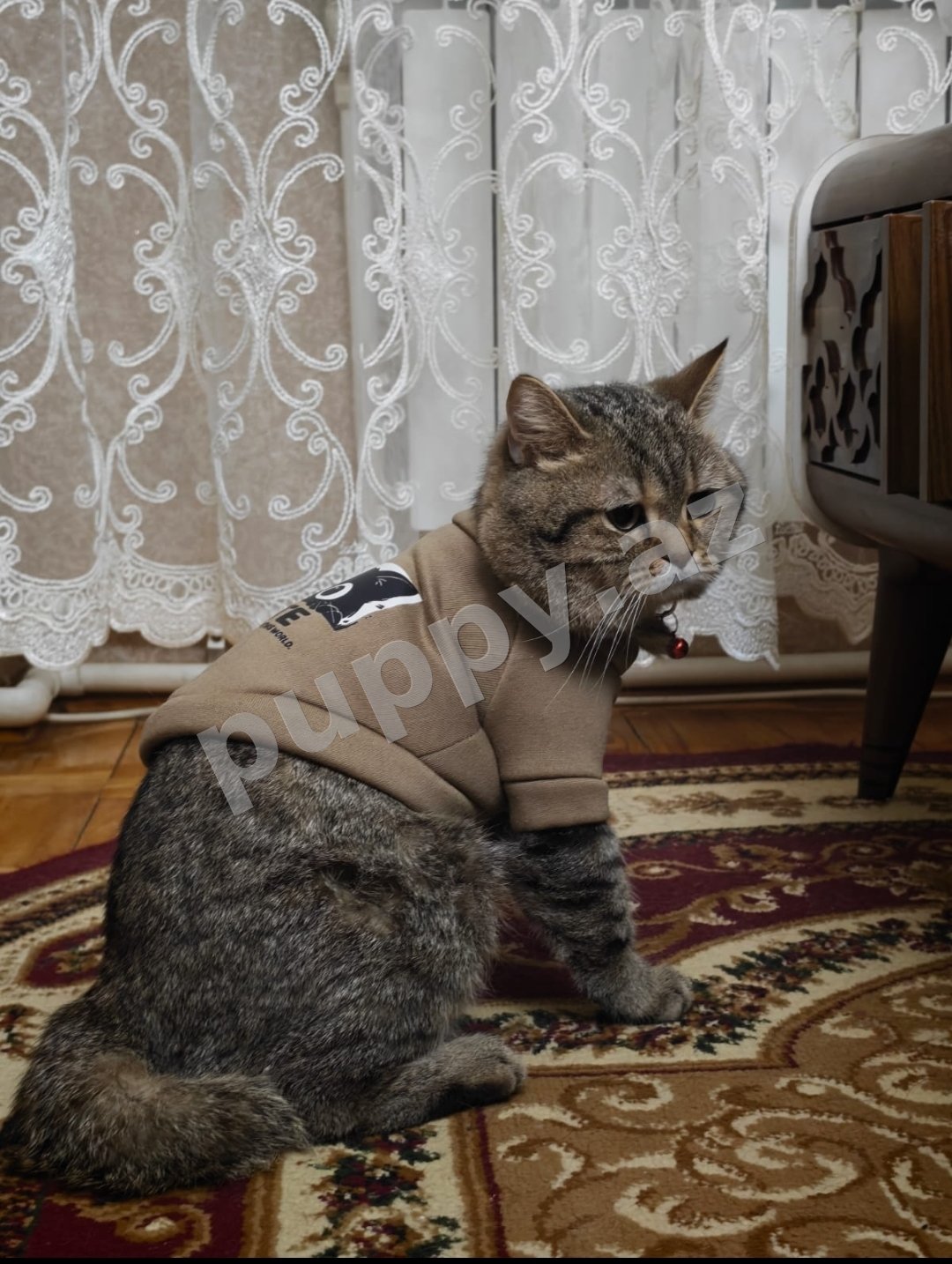 Pişik etibarlı əllərə verilir