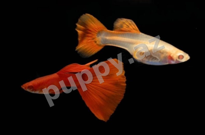 Red quppi