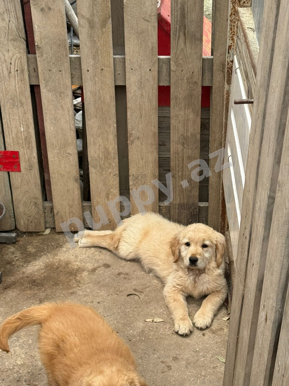 Qızılı retriver balaları